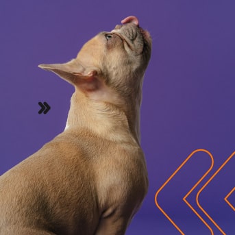 interior-1-6-tips-para-que-tu-perro-deje-de-pedirte-tu-comida-min.jpg